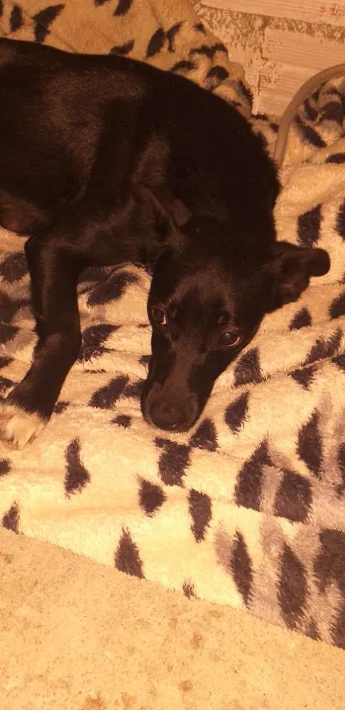 Cachorro ra a Indefinida idade 7 a 11 meses nome Neguinha