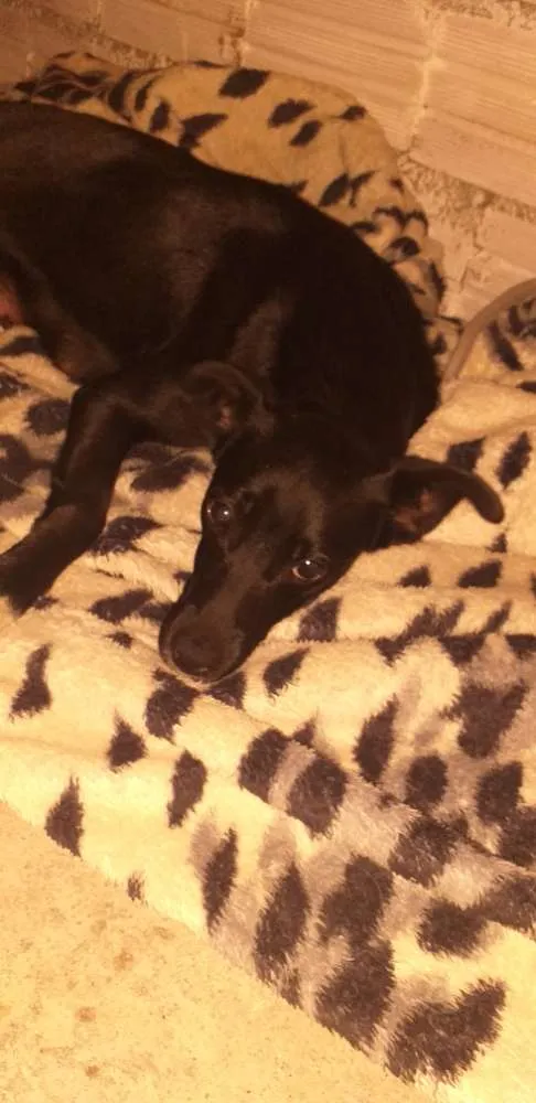 Cachorro ra a Indefinida idade 7 a 11 meses nome Neguinha