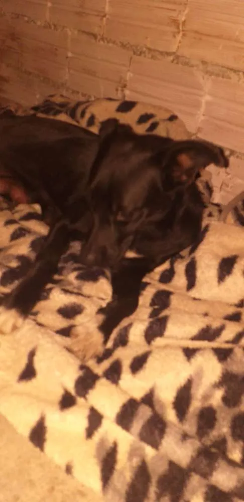 Cachorro ra a Indefinida idade 7 a 11 meses nome Neguinha
