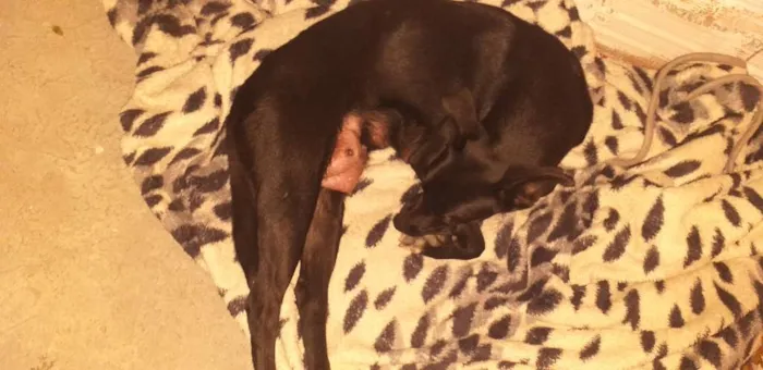 Cachorro ra a Indefinida idade 7 a 11 meses nome Neguinha