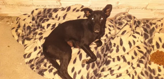 Cachorro ra a Indefinida idade 7 a 11 meses nome Neguinha