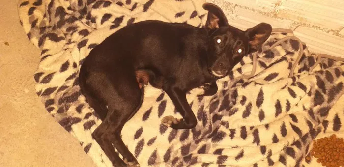 Cachorro ra a Indefinida idade 7 a 11 meses nome Neguinha