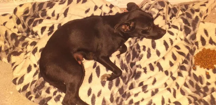 Cachorro ra a Indefinida idade 7 a 11 meses nome Neguinha