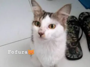 Gato raça  idade 7 a 11 meses nome Serena