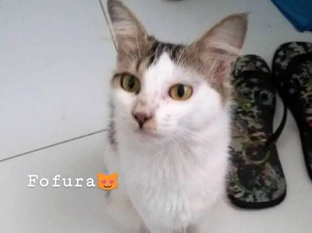 Gato ra a  idade 7 a 11 meses nome Serena