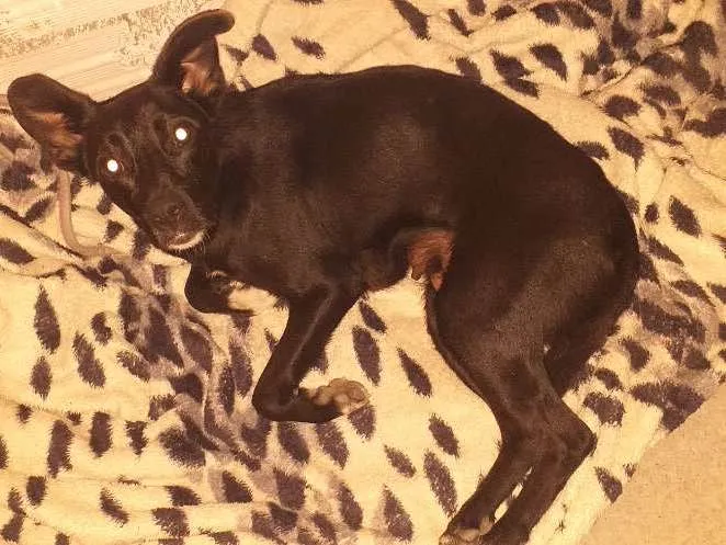 Cachorro ra a Indefinida idade 7 a 11 meses nome Neguinha