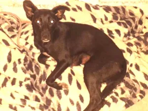 Cachorro raça Indefinida idade 7 a 11 meses nome Neguinha