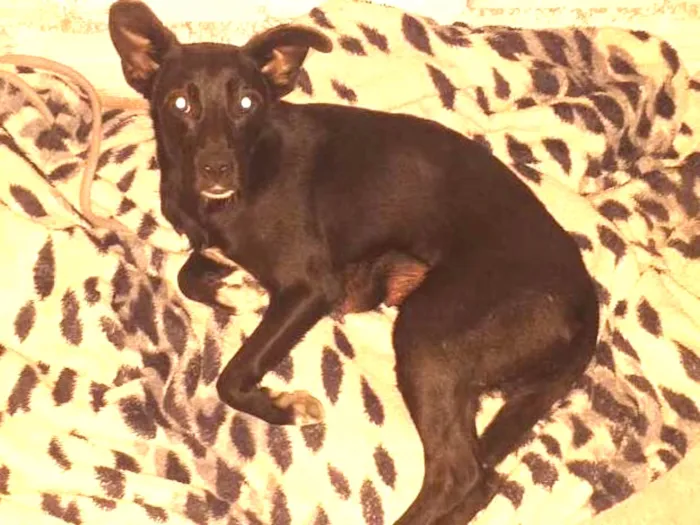 Cachorro ra a Indefinida idade 7 a 11 meses nome Neguinha