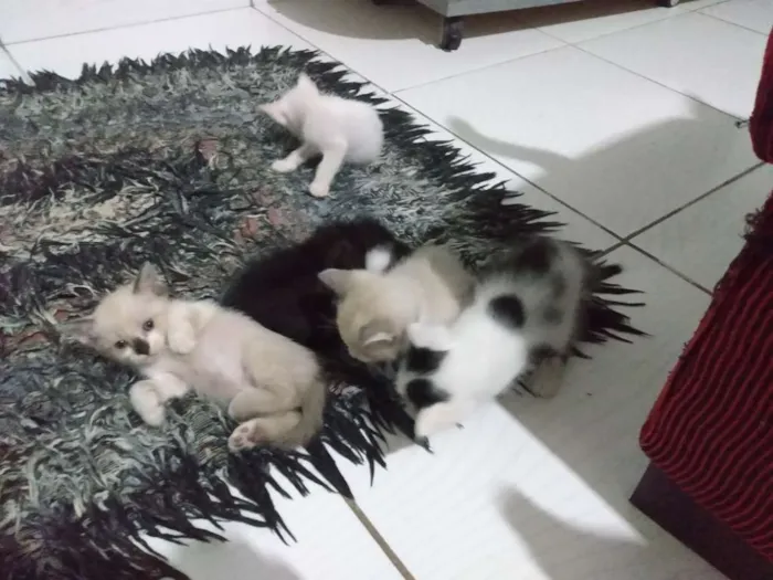 Gato ra a Siamês idade Abaixo de 2 meses nome Filhotes
