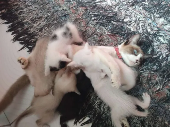 Gato ra a Siamês idade Abaixo de 2 meses nome Filhotes