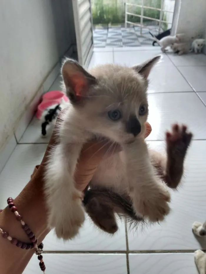 Gato ra a Siamês idade Abaixo de 2 meses nome Filhotes