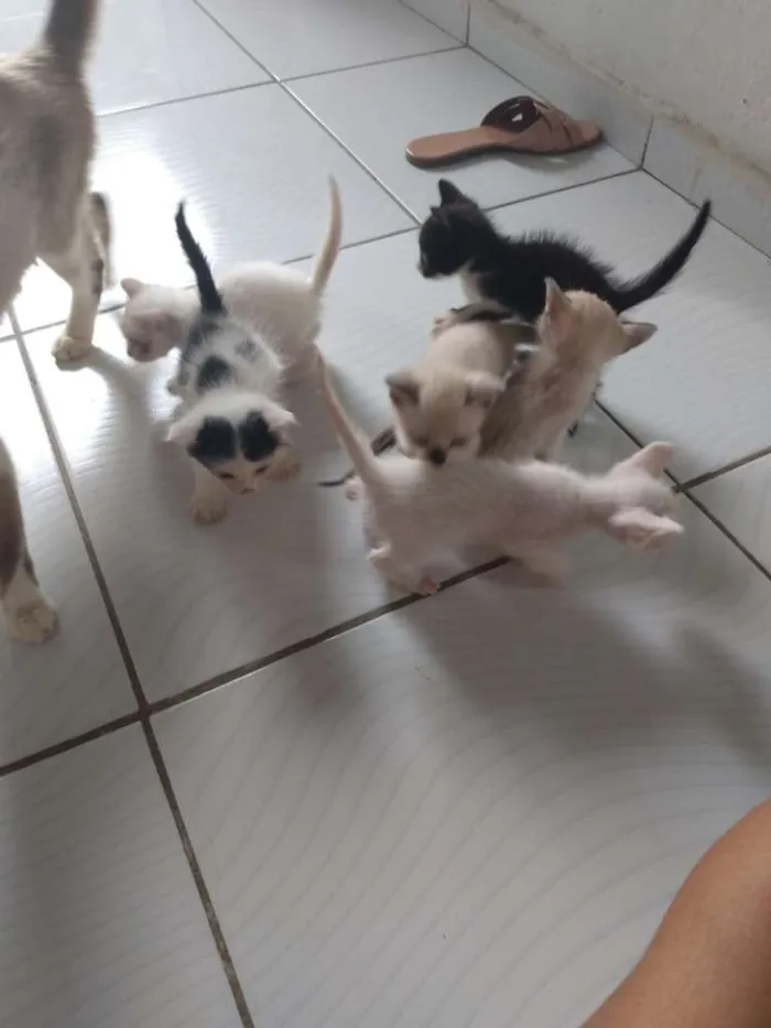 Gato ra a Siamês idade Abaixo de 2 meses nome Filhotes