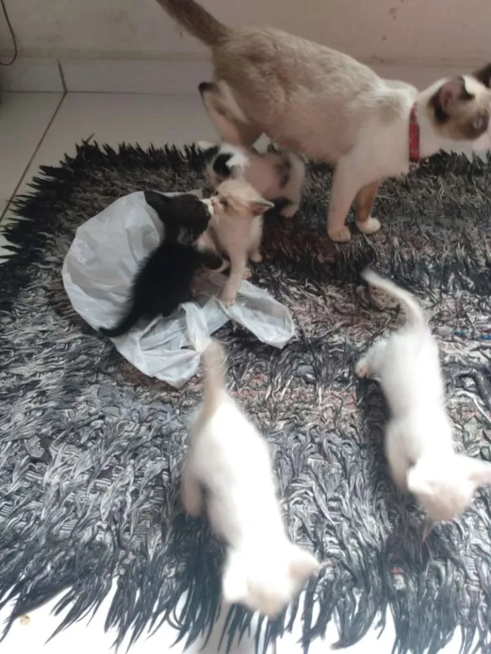 Gato ra a Siamês idade Abaixo de 2 meses nome Filhotes