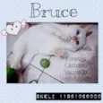 Bruce