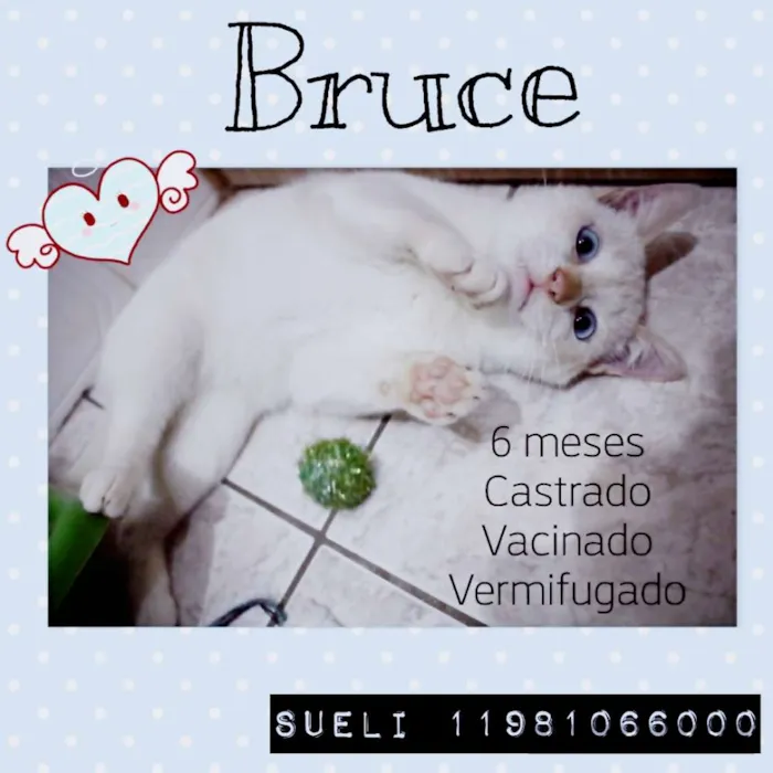 Gato ra a Srd idade 2 a 6 meses nome Bruce