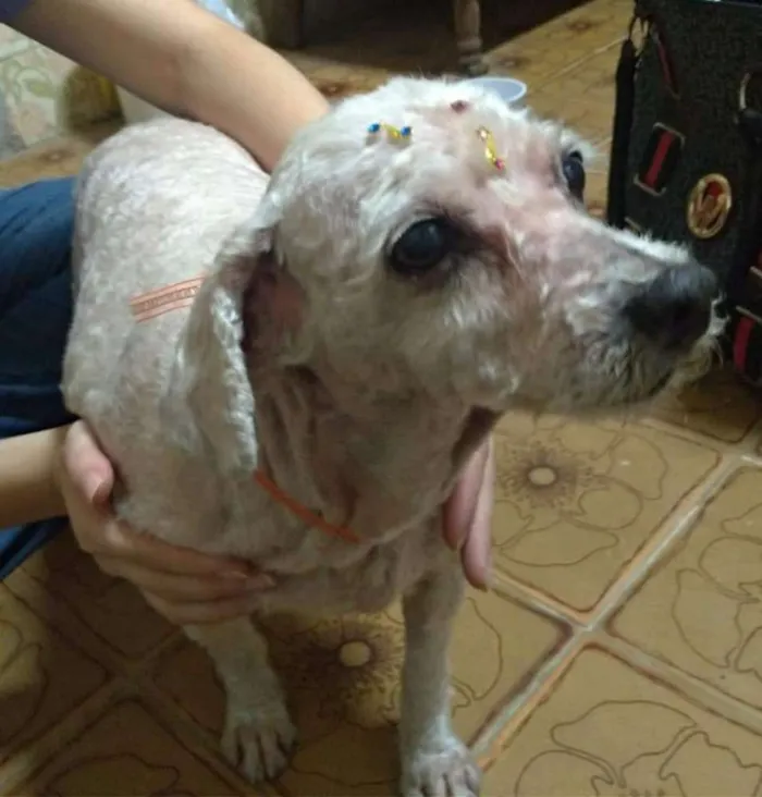 Cachorro ra a Poodle idade 6 ou mais anos nome Belinha