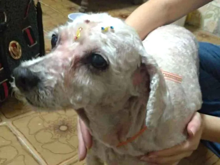 Cachorro ra a Poodle idade 6 ou mais anos nome Belinha