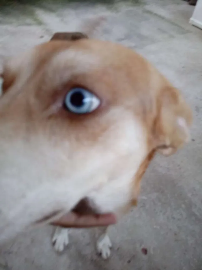 Cachorro raça SRD idade 7 a 11 meses nome Luke