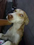 Luke