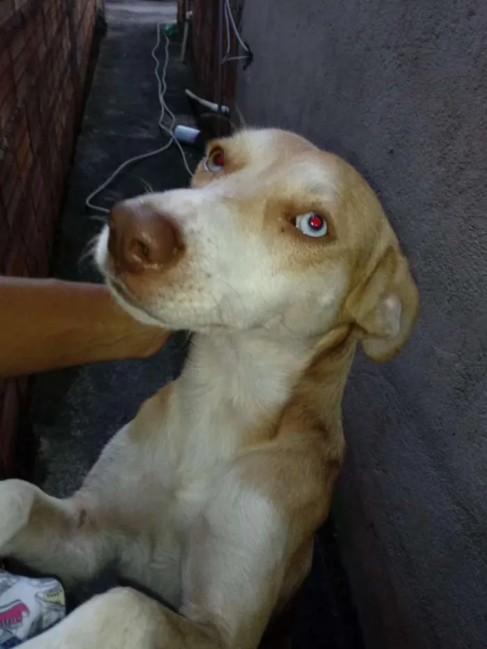Cachorro raça SRD idade 7 a 11 meses nome Luke