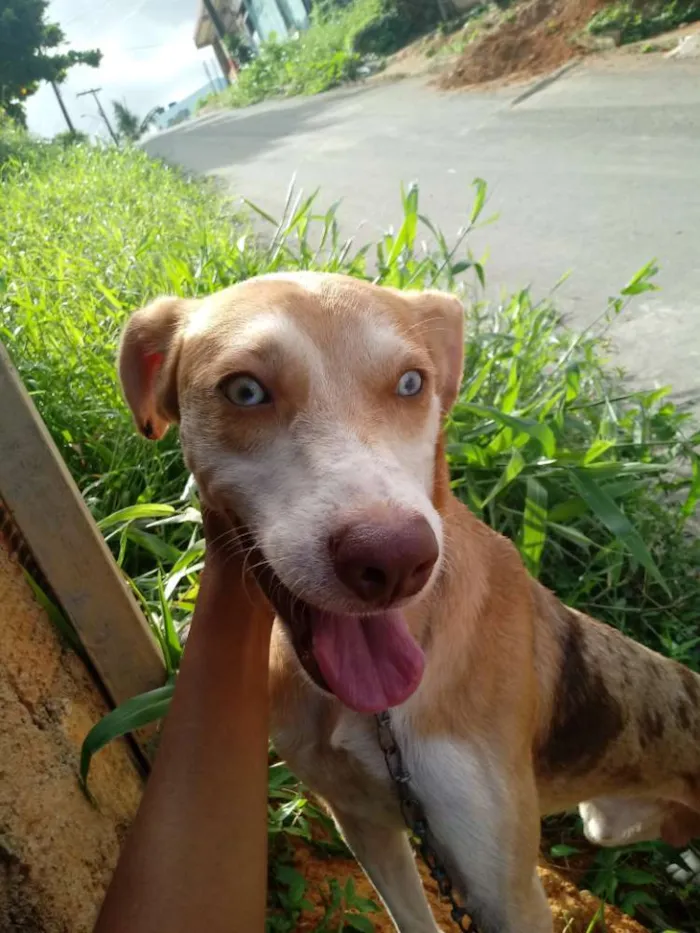 Cachorro raça SRD idade 7 a 11 meses nome Luke