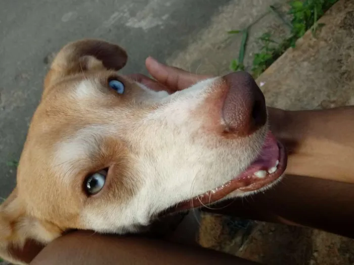 Cachorro raça SRD idade 7 a 11 meses nome Luke