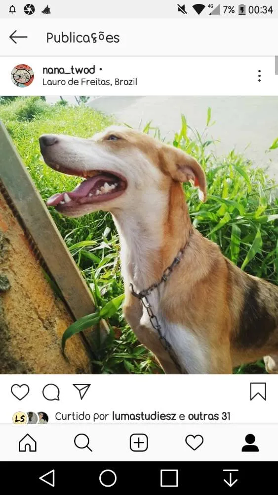 Cachorro raça SRD idade 7 a 11 meses nome Luke