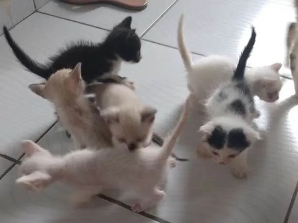 Gato ra a Siamês idade Abaixo de 2 meses nome Filhotes