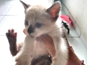 Gato raça Siamês idade Abaixo de 2 meses nome Filhotes