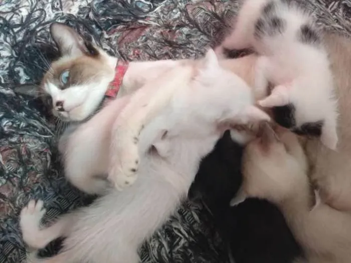 Gato ra a Siamês idade Abaixo de 2 meses nome Filhotes