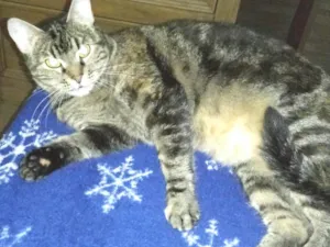 Gato raça Sem raça  idade 6 ou mais anos nome Lili