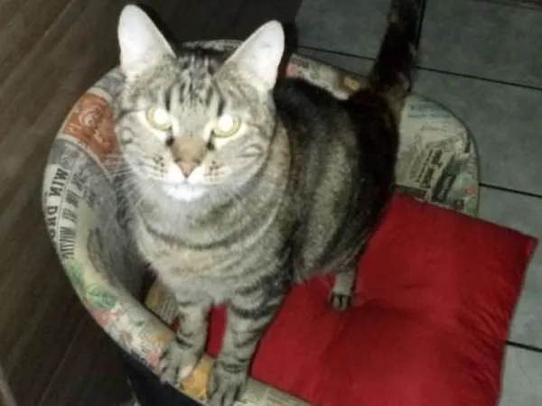 Gato ra a Sem raça  idade 6 ou mais anos nome Lili