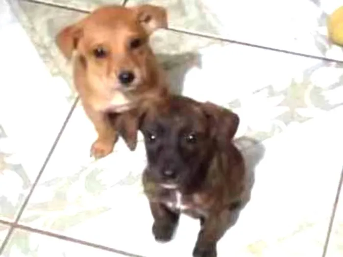 Cachorro ra a Vira-lata idade 2 a 6 meses nome Nao tem