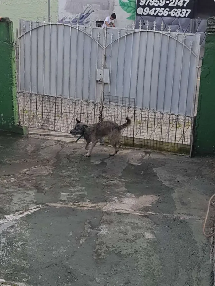 Cachorro ra a Vira Lata idade 1 ano nome Thor