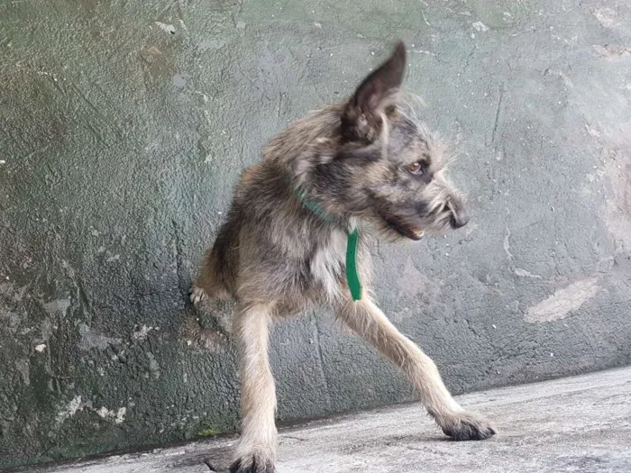 Cachorro ra a Vira Lata idade 1 ano nome Thor