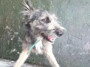 Cachorro raça Vira Lata idade 1 ano nome Thor