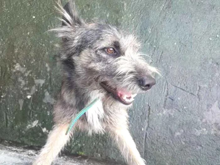 Cachorro ra a Vira Lata idade 1 ano nome Thor