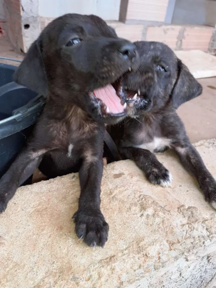 Cachorro raça Vira lata idade Abaixo de 2 meses nome Nao tem nome 
