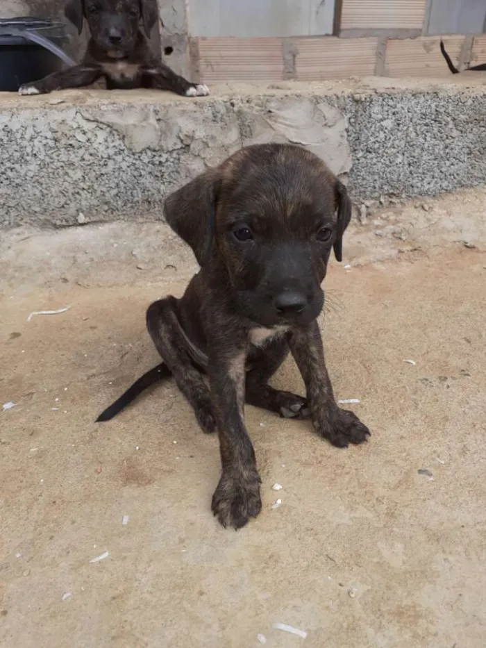 Cachorro raça Vira lata idade Abaixo de 2 meses nome Nao tem nome 