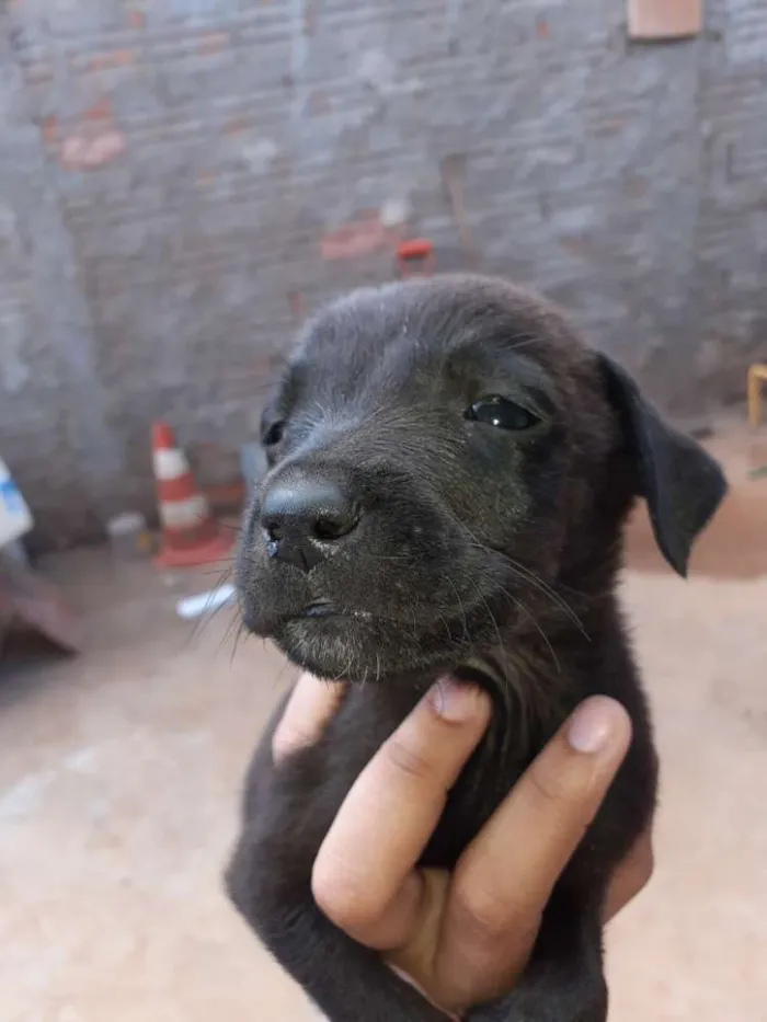 Cachorro raça Vira lata idade Abaixo de 2 meses nome Nao tem nome 