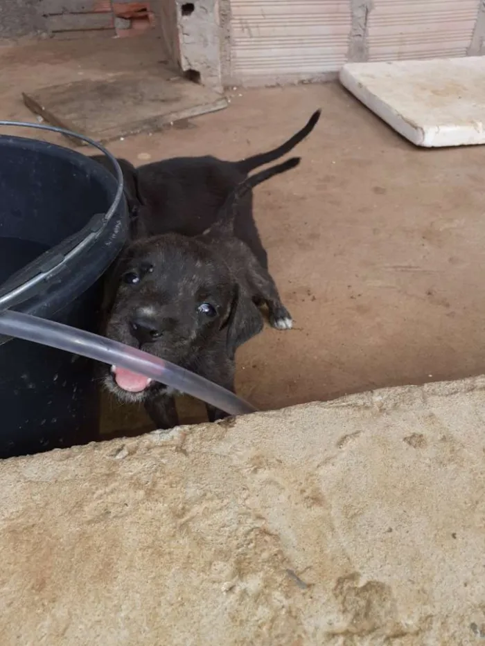 Cachorro raça Vira lata idade Abaixo de 2 meses nome Nao tem nome 