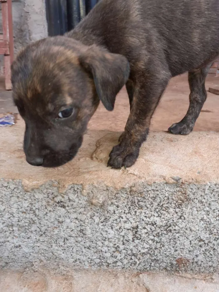 Cachorro raça Vira lata idade Abaixo de 2 meses nome Nao tem nome 