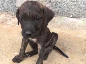 Cachorro raça Vira lata idade Abaixo de 2 meses nome Nao tem nome 