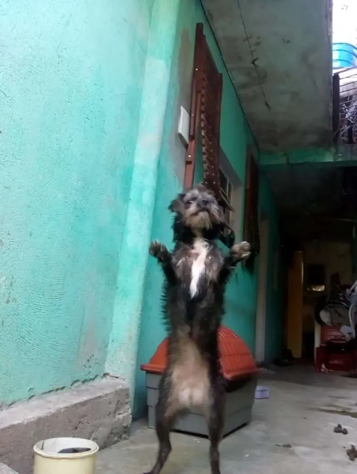 Cachorro ra a srd idade 7 a 11 meses nome sofhy