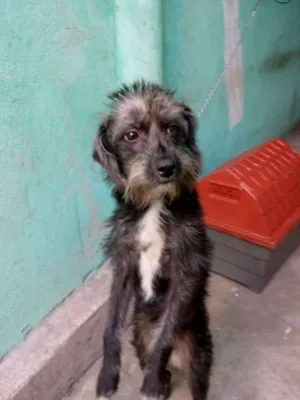 Cachorro raça srd idade 7 a 11 meses nome sofhy