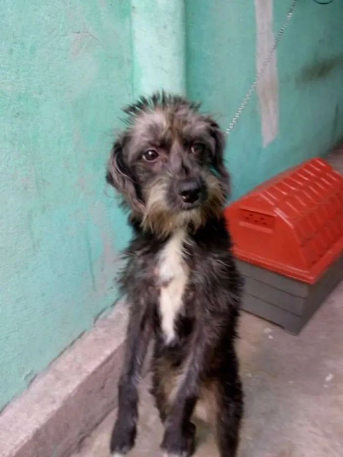Cachorro ra a srd idade 7 a 11 meses nome sofhy