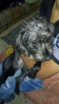 sofhy