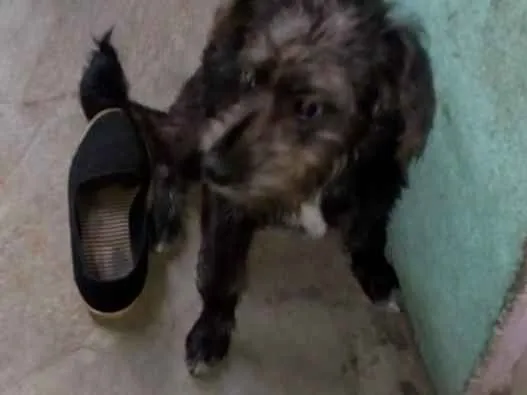 Cachorro ra a srd idade 7 a 11 meses nome sofhy