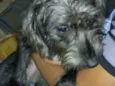 sofhy