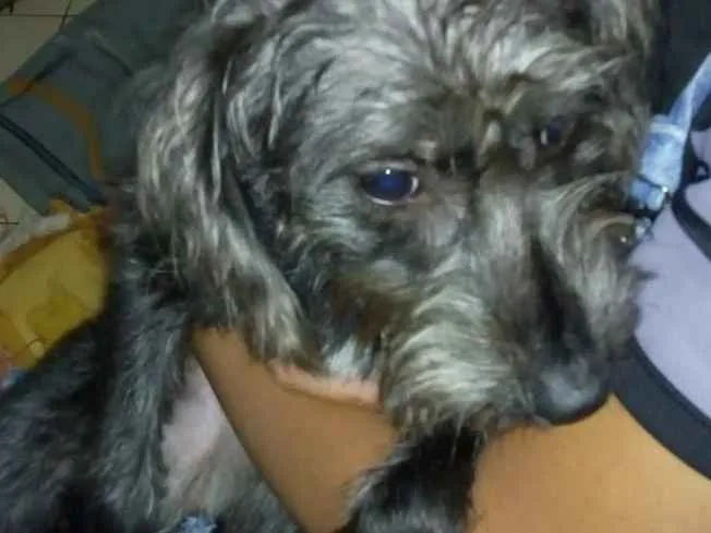 Cachorro ra a srd idade 7 a 11 meses nome sofhy